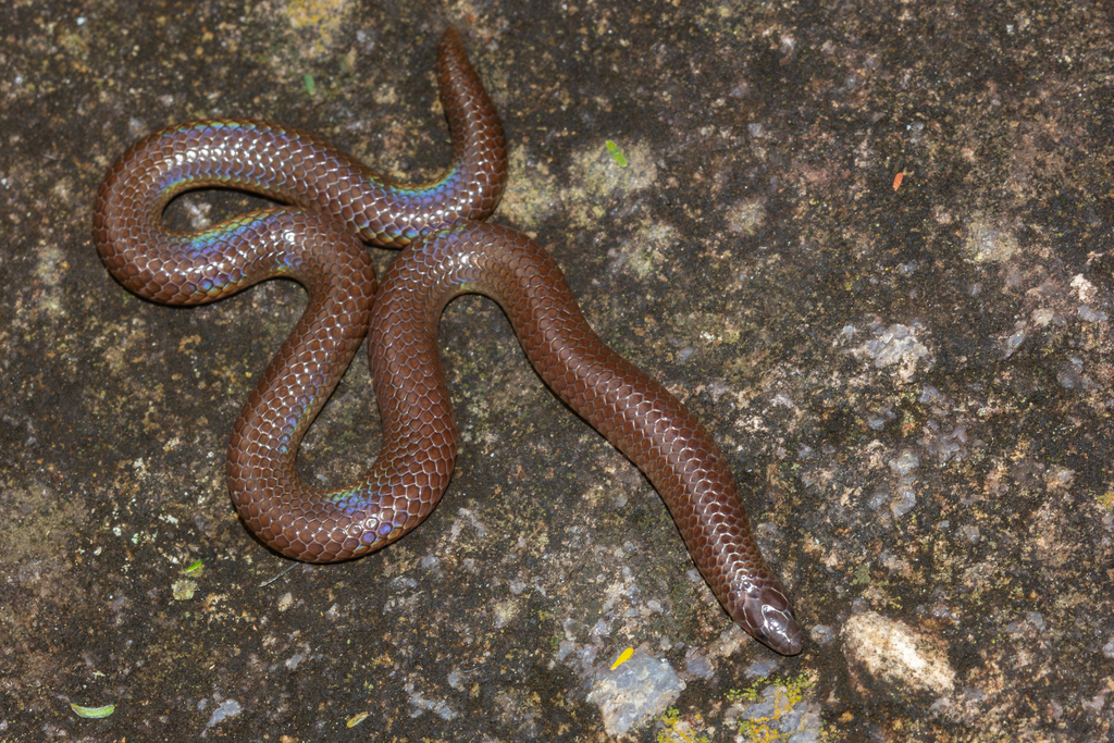 Nilgiri Burrowing Snake