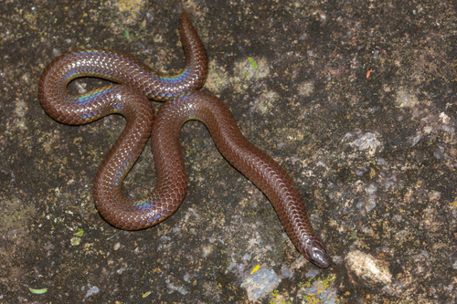 Nilgiri Burrowing Snake