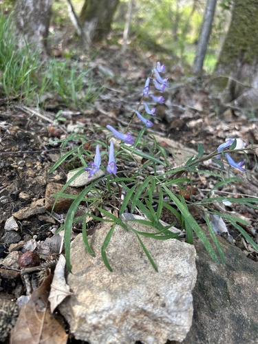 Corydalis lineariloba iNat (1)