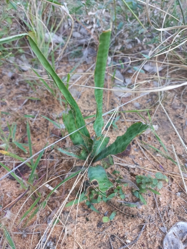 Image of Ledebouria inquinata by no rights reserved
