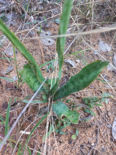 Image of Ledebouria inquinata by no rights reserved