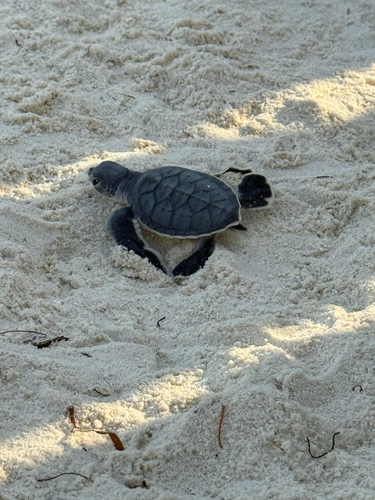 Green Sea Turtle — seen at this dive site
