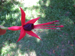 Fuchsia regia