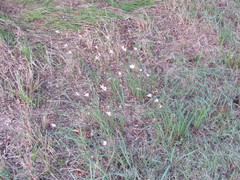 Zephyranthes chlorosolen