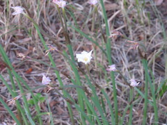 Zephyranthes chlorosolen