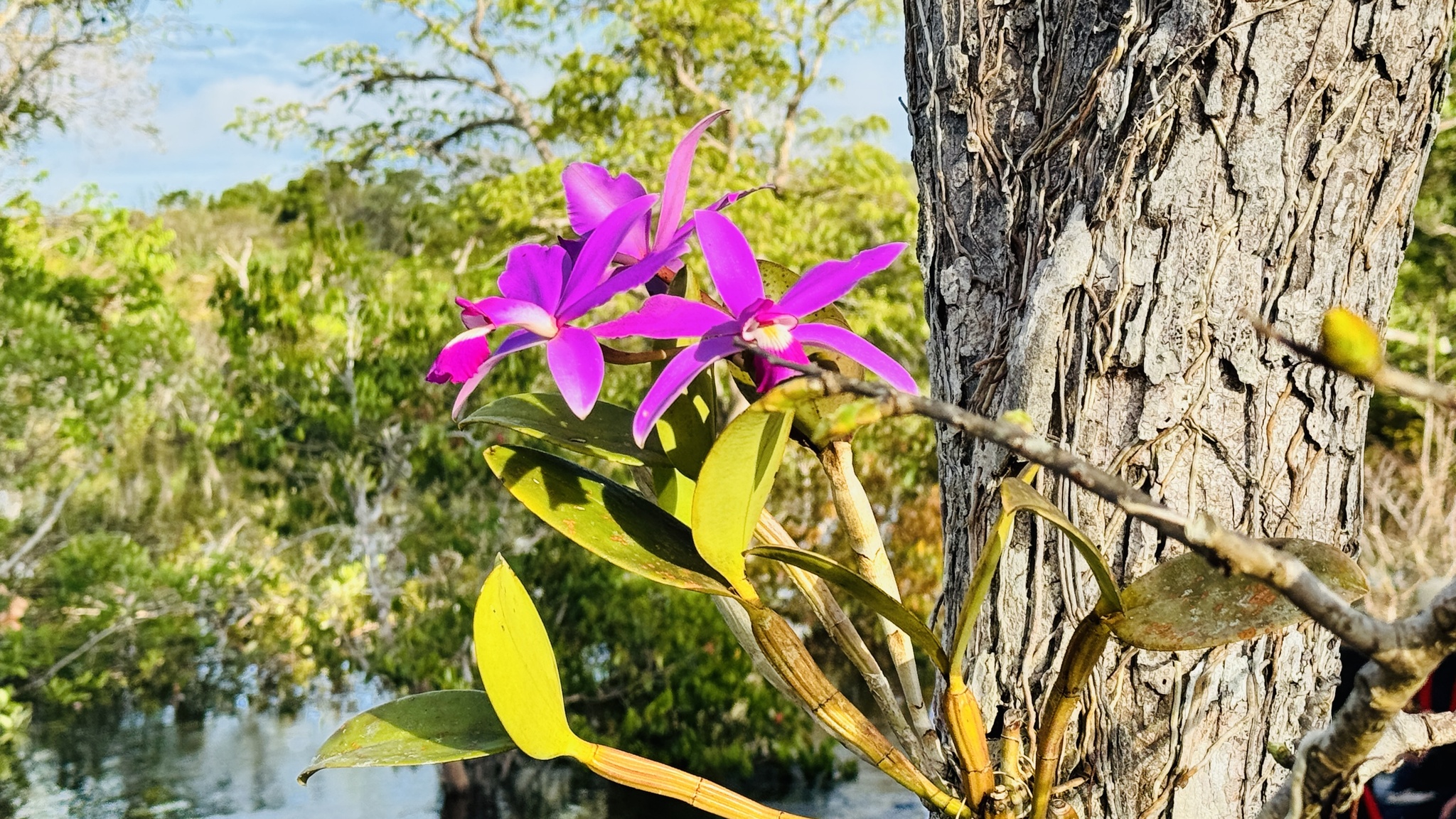 Cattleya violacea