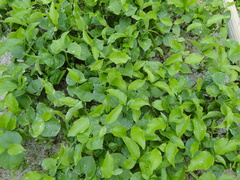 Gallesia integrifolia