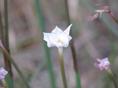 Zephyranthes chlorosolen