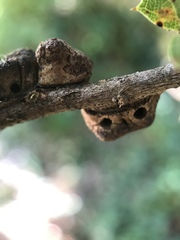 Disholandricus chrysolepidis