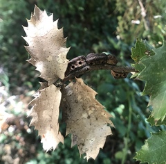 Disholandricus chrysolepidis