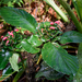 Centropogon gamosepalus - Photo (c) Green Jewel, μερικά δικαιώματα διατηρούνται (CC BY-NC), uploaded by Green Jewel