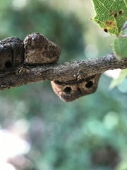 Disholandricus chrysolepidis