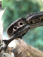 Disholandricus chrysolepidis