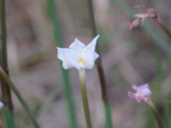 Zephyranthes chlorosolen