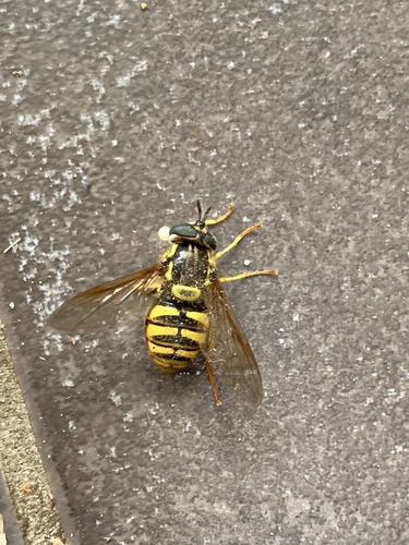 Large Meadow Fly, Netherlands, photo 6 of 10
