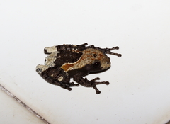 Theloderma albopunctatum