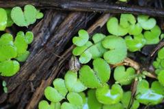 Corybas sanctigeorgianus