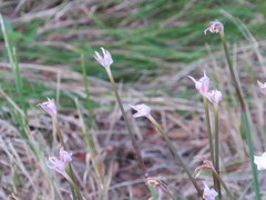 Zephyranthes chlorosolen