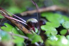 Corybas sanctigeorgianus