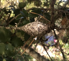 Protobalandricus spectabilis