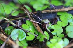 Corybas sanctigeorgianus