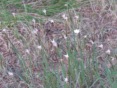 Zephyranthes chlorosolen