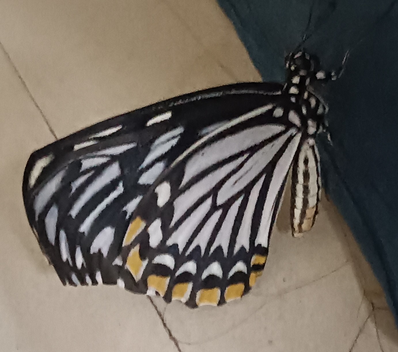 Common Mime