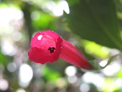 Vanhouttea