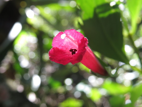 Vanhouttea