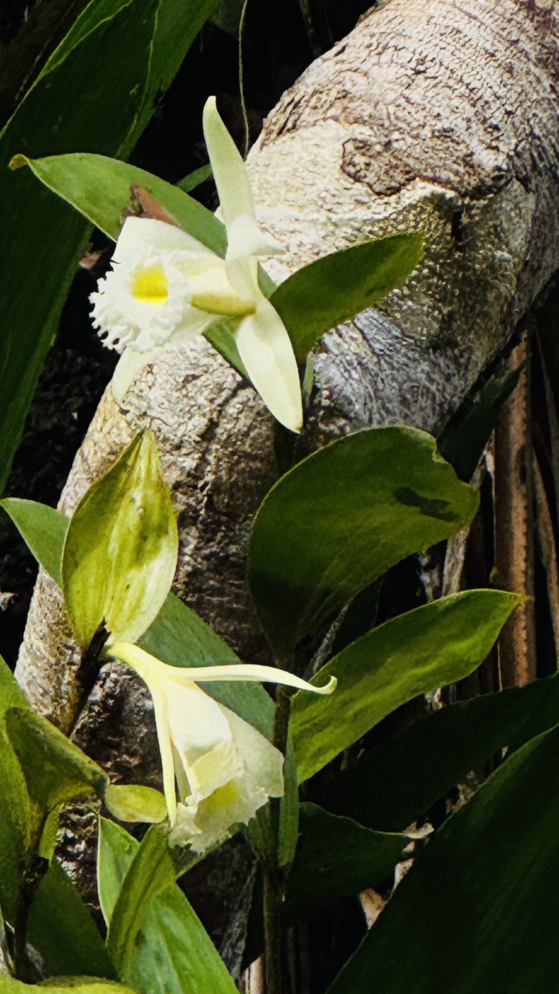 Sobralia macrophylla