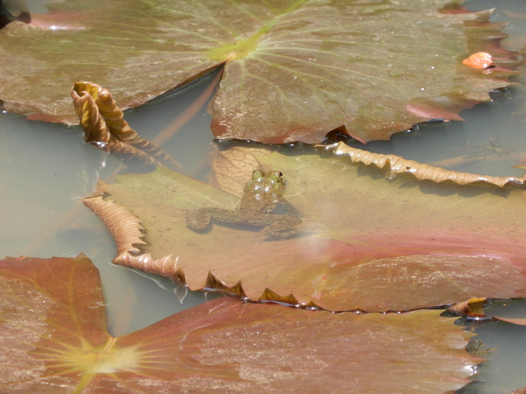 Jaladhara Skittering Frog photo 5