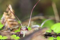 Corybas sanctigeorgianus