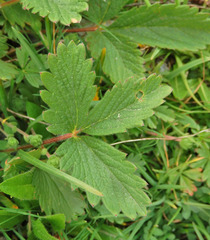 Potentilla grandiflora