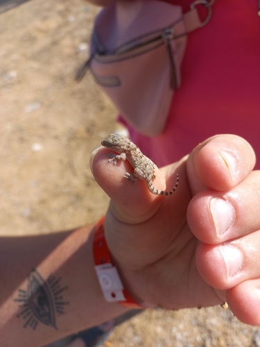 Moorish Gecko