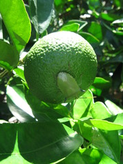 Biprorulus bibax