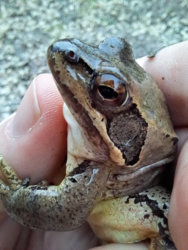 Agile Frog, photo 9 of 10