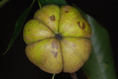 Carya carolinae-septentrionalis