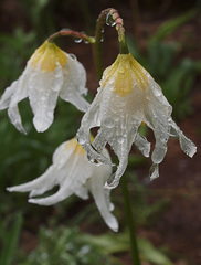 Erythronium montanum