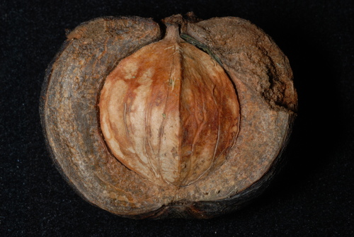 Carolina shagbark hickory