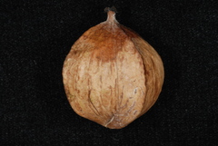 Carya carolinae-septentrionalis