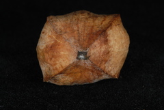 Carya carolinae-septentrionalis