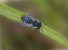 Megachile frigida