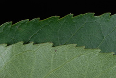 Carya carolinae-septentrionalis