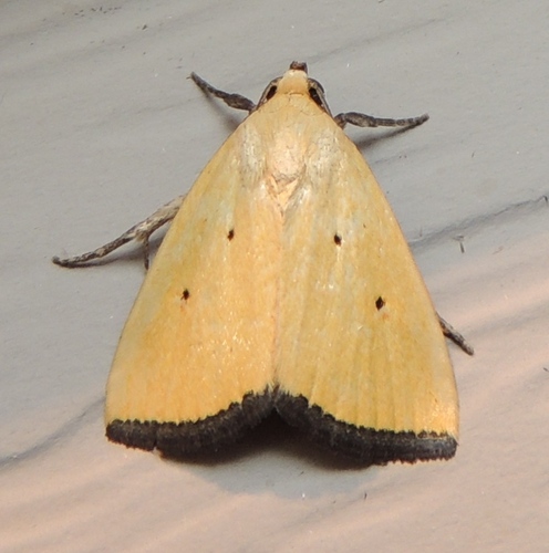 Black-bordered Lemon Moth