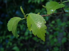 Plagianthus regius chathamicus