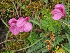 Pedicularis kerneri