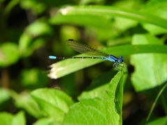 Argia rhoadsi