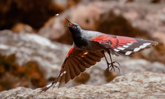 Wallcreeper photo 2