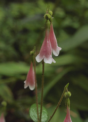 Linnaea borealis longiflora