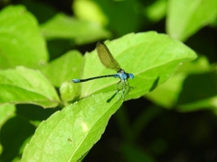 Argia rhoadsi